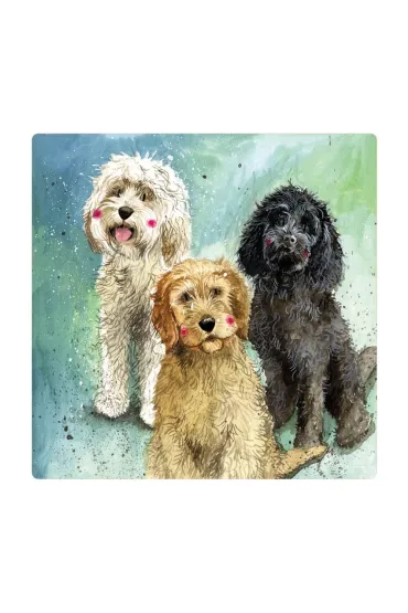 Alex Clark Magnes FM229 Psy Cockapoo