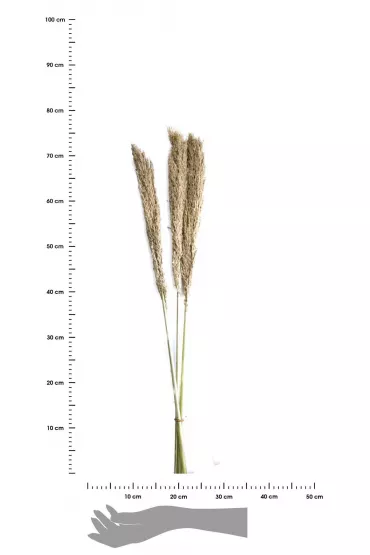 Dijk Dzika trawa trzcinowa naturalna 75 cm 10 szt.