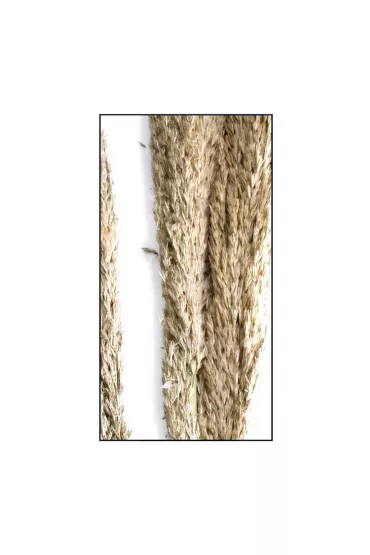 Dijk Dzika trawa trzcinowa naturalna 75 cm 10 szt.