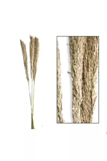 Dijk Dzika trawa trzcinowa naturalna 75 cm 10 szt.