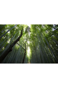 Las bambusowy - plakat 42x29,7 cm