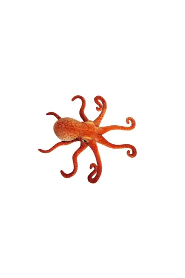 O�miornica 47cm Dubi Plusz