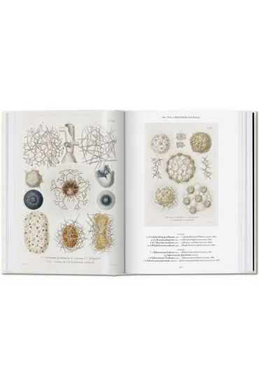 The Art and Science of Ernst Haeckel. 40th Ed. wer. angielska - Julia  Voss, Rainer  Willmann