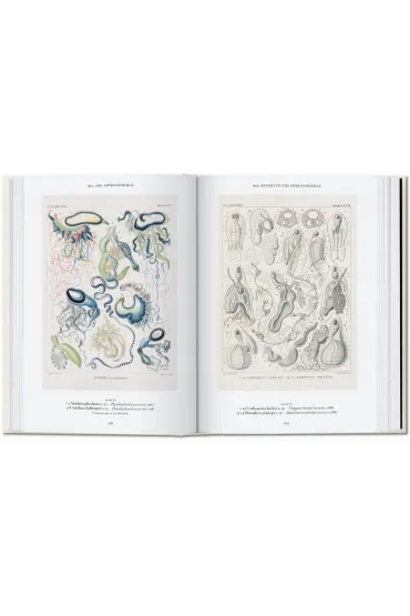 The Art and Science of Ernst Haeckel. 40th Ed. wer. angielska - Julia  Voss, Rainer  Willmann