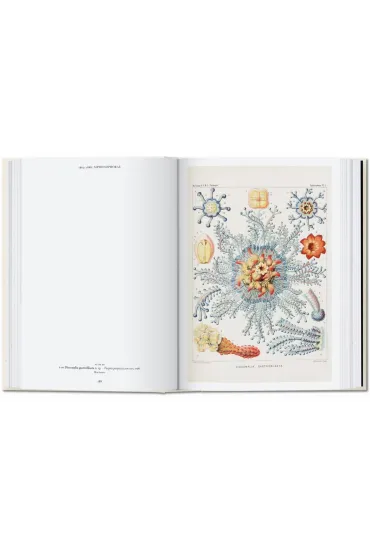The Art and Science of Ernst Haeckel. 40th Ed. wer. angielska - Julia  Voss, Rainer  Willmann