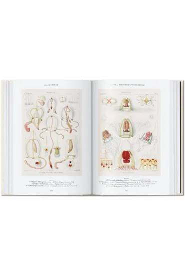 The Art and Science of Ernst Haeckel. 40th Ed. wer. angielska - Julia  Voss, Rainer  Willmann