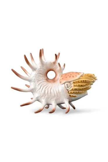 Cooperoceras