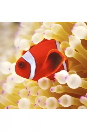 Museums & Galleries Karnet kwadrat z kopert� Clownfish in sea anemone