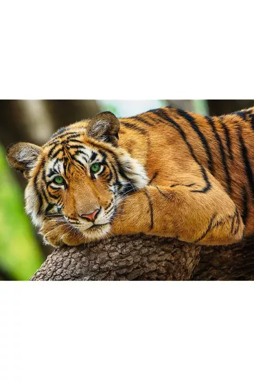 Puzzle 500 el. Portret tygrysa Trefl
