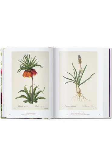 Redout�. The Book of Flowers wer. angielska - Dafaux Marini, Hans Walter Lack