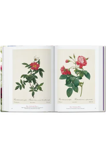 Redout�. The Book of Flowers wer. angielska - Dafaux Marini, Hans Walter Lack