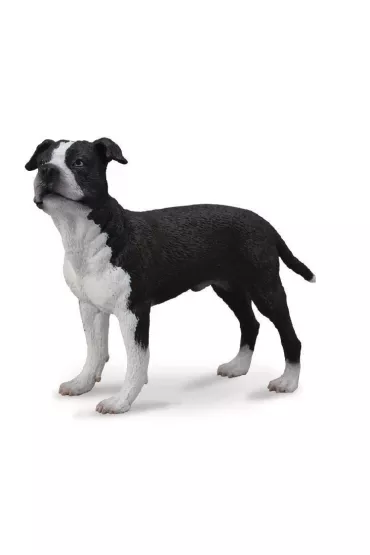 Pies ameryka�ski saffordshire terrier