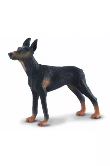 Pies doberman