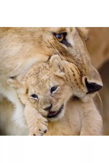 Museums & Galleries Karnet kwadrat z kopert� Lioness and cub