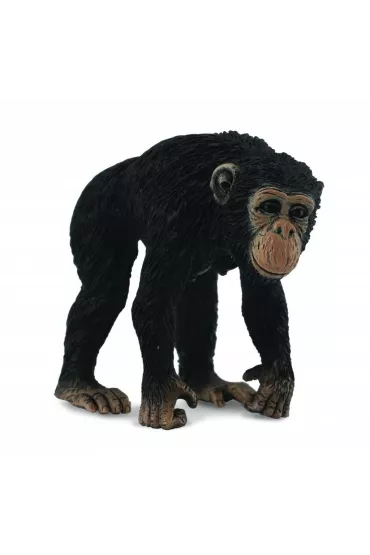 Collecta. Szympans samica