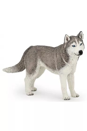 Husky syberyjski