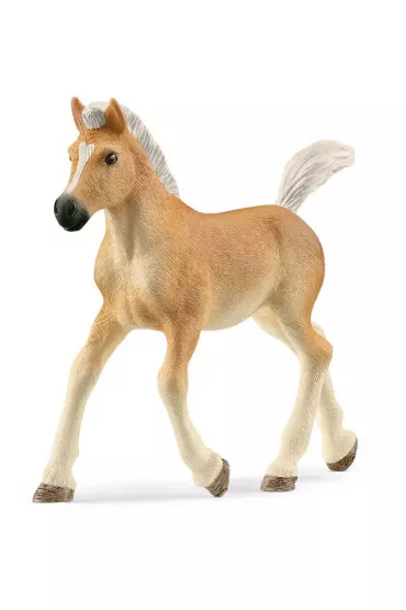 �rebak rasy haflinger slh13951