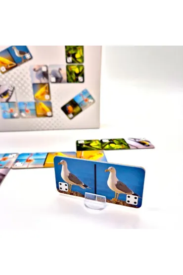Silver Domino Ptaki