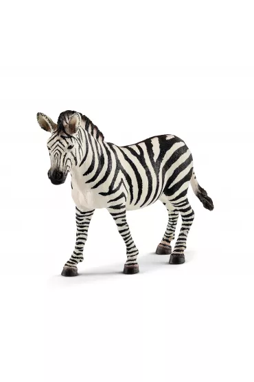 Zebra samica