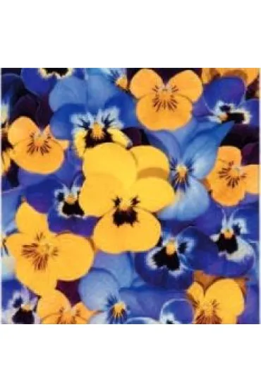 Paw Serwetki Lunch Tete a Tete Looking Pansies 33x33 20 szt.