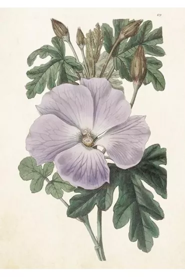 Skona Ting Karnet ST511 B6 + koperta Hibiskus