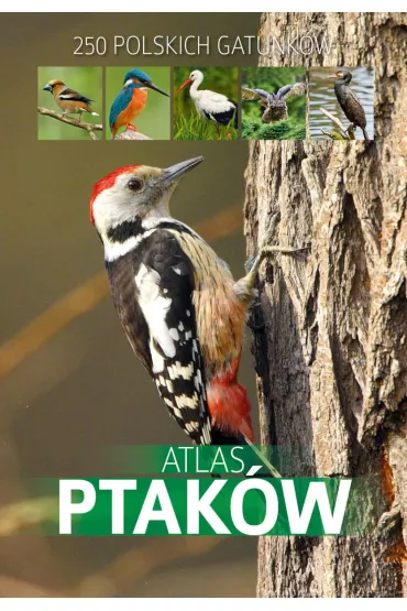 eBook Atlas ptakw pdf - Dominik Marchowski