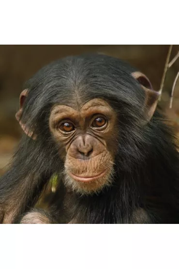 Museums & Galleries Karnet kwadrat z kopert� Baby Chimp