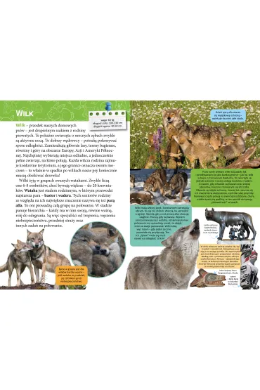 Ma�a encyklopedia. Zwierz�ta le�ne - Monika  �lizowska
