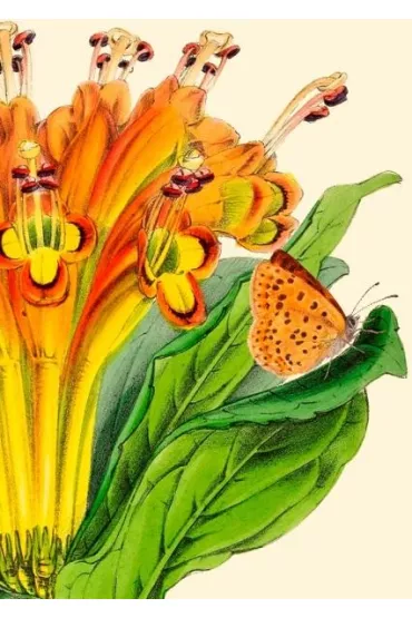 Madame Treacle Karnet B6 z kopert� Alstromeria
