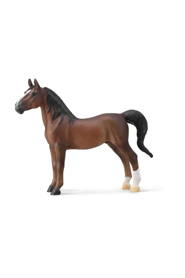 American Saddlebred Stallion Liver kasztanowy