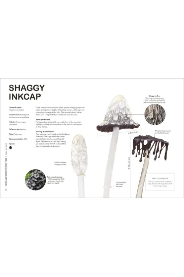 RHS Fungi for Gardeners