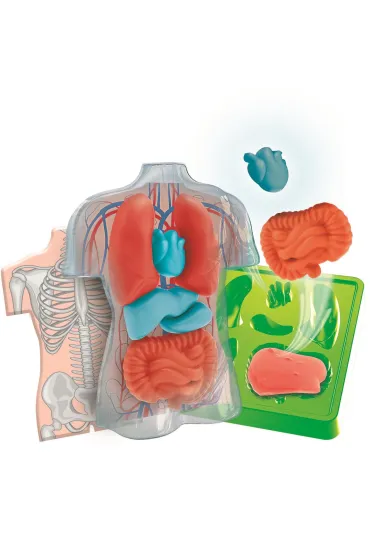 Anatomia zestaw kreatywny Clementoni
