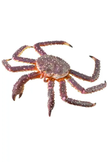 Krab kr�lewski