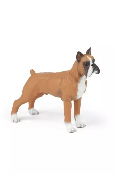 Boxer