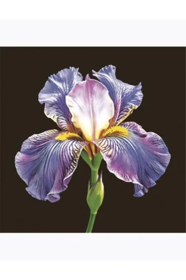 Serwetka papierowa 3warstowa 33x33 Kwiaty Irys op20szt POL-MAK SDOG062101 20 szt.