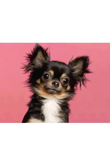 Mozaika diamentowa 5D - Chiuhuahua czarny 40x30cm