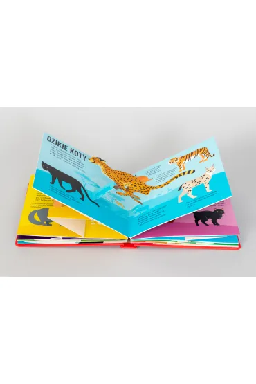 Koty. POP-UP 10 - David Hawcock