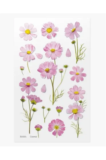 Appree Naklejki ozdobne kwiaty Kosmos Aster