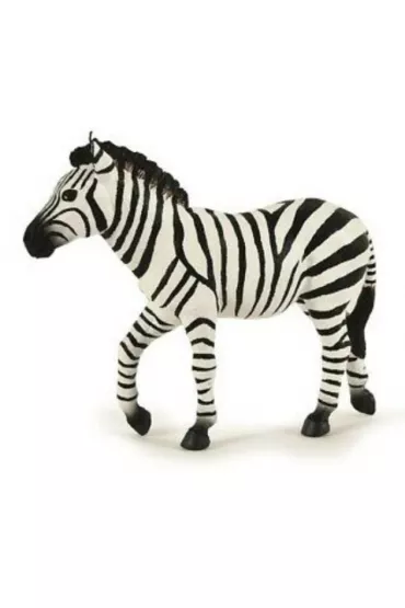 Zebra samiec