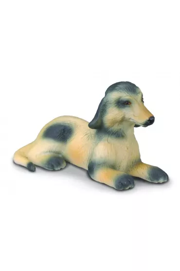 Collecta szczeni� charta Afga�skiego