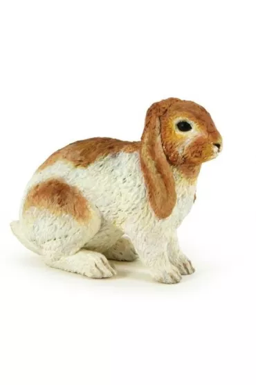 Kr�lik Holland Lop