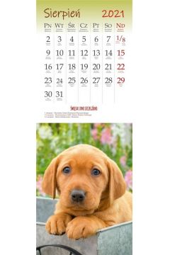 Kalendarz 2021 cienny pocztwkowy Psy ARTSEZON