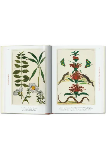Cabinet of Natural Curiosities wer. angielska - M�sch Irmgard