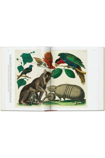 Cabinet of Natural Curiosities wer. angielska - M�sch Irmgard