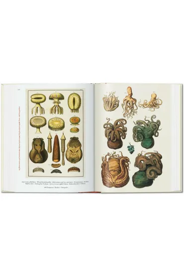 Cabinet of Natural Curiosities wer. angielska - M�sch Irmgard