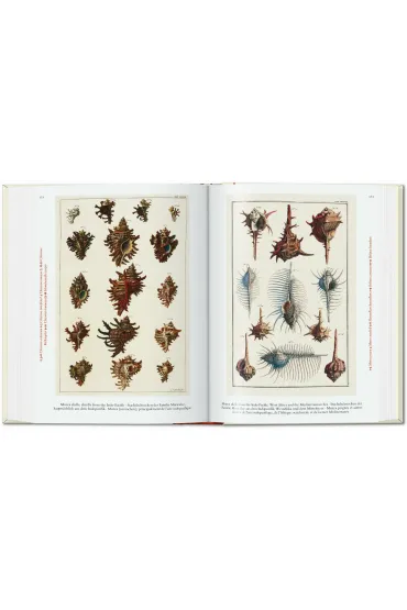 Cabinet of Natural Curiosities wer. angielska - M�sch Irmgard