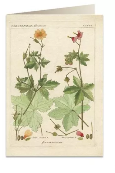 Tassotti Karnet B6 + koperta 6057 Pelargonia pachn�ca