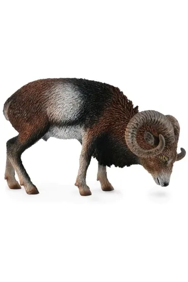 Muflon europejski