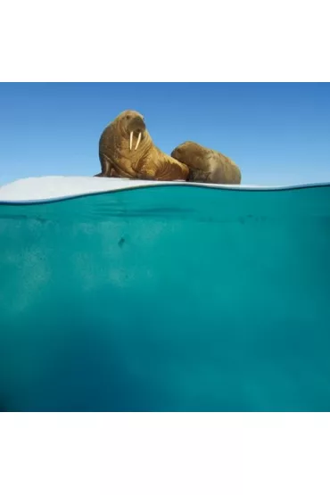 Museums & Galleries Karnet kwadrat z kopert� Walrus Mother and Calf niebieski