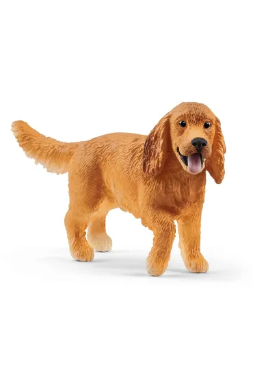 Angielski Cocker Spaniel